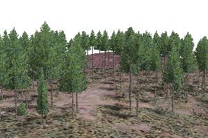 rendered trees